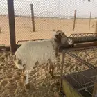 خروف مهجن