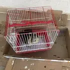 للبيع بط سليم مابه شي على السوم