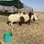 بهم نعيم جبر فواخر
