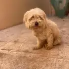 كلب من نوعية مالتيز