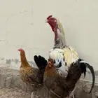 دجاج لبيع
