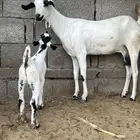 عنز بشيه فاخرة