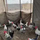 ديكه للبيع