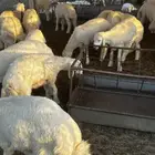 بهم