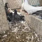 فراخه