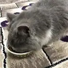 قط ضايع للي له يجي ياخذها