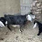 ماعز حليب وتيسها عمره شهرين