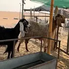 معزا مقرعات 2