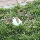ارانب للبيع بشكل عاجل