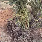نخل البيع طلع عفيف سعر مناسب