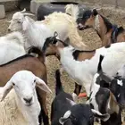 تيوس بلدي