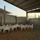 خرفان حريات