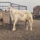 خروف فحل مشروط