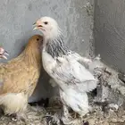 براهما صوص