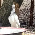 حمام باكستاني طبه للبيع للبيع على السوم