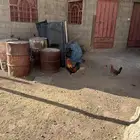 ديك بلدي اصيل