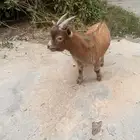 ماعز قزم صنف مشروع فحل