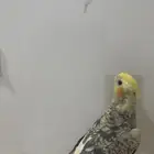 كروان للبيع