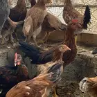 دجاج بلدي