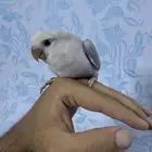 فروخ روز غر