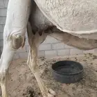 الطايف عشيره مخطط القثمه