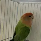 روز للبيع مستعجل