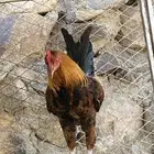 ديك بلدي اصيل كفو للبيع