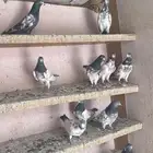 حمام باكستاني