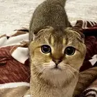 سكوتش