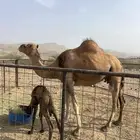 خلفه مصغر تم البيع