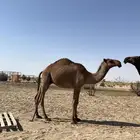 قعود سمين طيب واطيب من التصوير