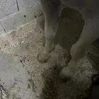 حصان شعبي للبيع
