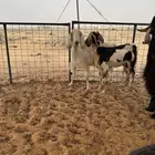 معزا دفيع ووحده معها ولدها ومضرع
