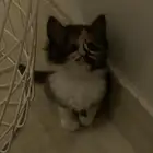 قطط للبيع