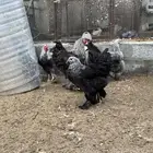 للبيع براهما