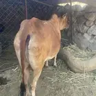 بقرة تحتها حسيل