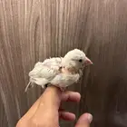 فروخ جاوا