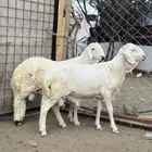 سواكن ابيض ذبايح