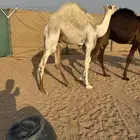 للبيع حشو قعدان