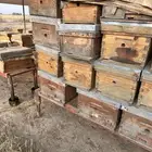 الخضراء ابوعريش