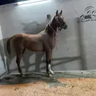 مهر عربي جمال واهو فاخر