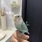 روز اليف للبيع