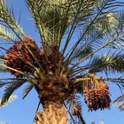 بيع تمور حلوة تيماء