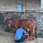 بقره عليها حسيله