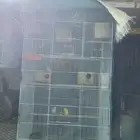 طيور الحب