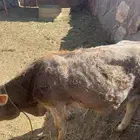حسيل للبيع