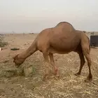 بعير ساحلي ساس حليب وديس