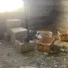 ارانب فرنسي