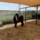 تيس عارضي صنف معرف