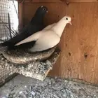 صنعاني اصيل شيبه